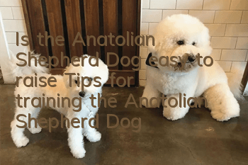Is the Anatolian Shepherd Dog easy to raise? Tips for training the Anatolian Shepherd Dog