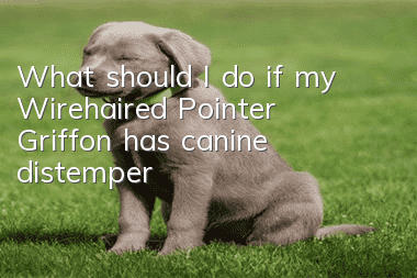 What should I do if my Wirehaired Pointer Griffon has canine distemper?