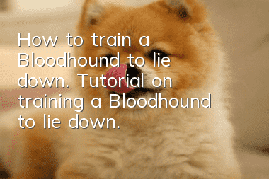 How to train a Bloodhound to lie down. Tutorial on training a Bloodhound to lie down.