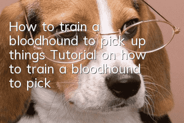 How to train a bloodhound to pick up things Tutorial on how to train a bloodhound to pick up things