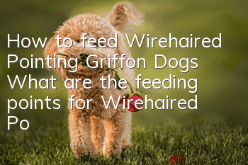 How to feed Wirehaired Pointing Griffon Dogs What are the feeding points for Wirehaired Pointing Griffon Dogs?