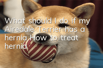 What should I do if my Airedale Terrier has a hernia? How to treat hernia?