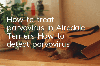 How to treat parvovirus in Airedale Terriers? How to detect parvovirus?