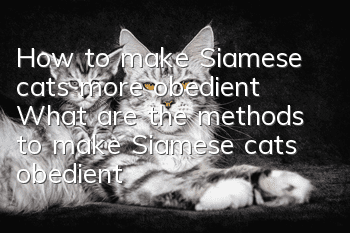 How to make Siamese cats more obedient? What are the methods to make Siamese cats obedient?