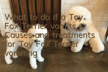What to do if a Toy Fox Terrier vomits? Causes and treatments for Toy Fox Terrier vomiting and diarrhea.