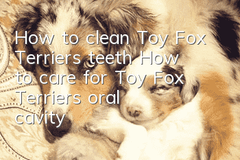 How to clean Toy Fox Terrier’s teeth How to care for Toy Fox Terrier’s oral cavity