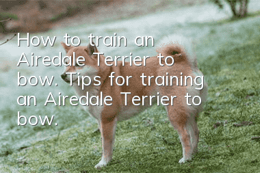 How to train an Airedale Terrier to bow. Tips for training an Airedale Terrier to bow.
