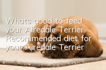 What’s good to feed your Airedale Terrier? Recommended diet for your Airedale Terrier