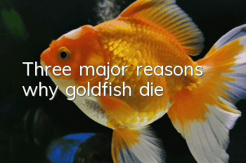 Three major reasons why goldfish die