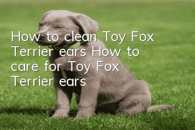 How to clean Toy Fox Terrier ears How to care for Toy Fox Terrier ears