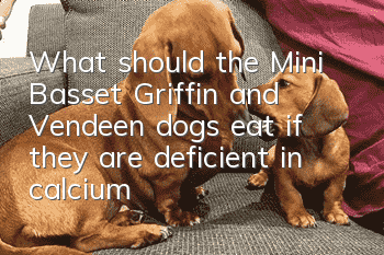 What should the Mini Basset Griffin and Vendeen dogs eat if they are deficient in calcium?