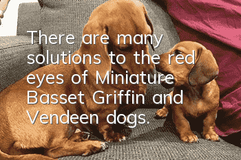 There are many solutions to the red eyes of Miniature Basset Griffin and Vendeen dogs.
