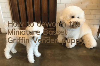 How to deworm the Miniature Basset Griffin Vendéen puppy