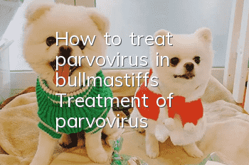 How to treat parvovirus in bullmastiffs? Treatment of parvovirus