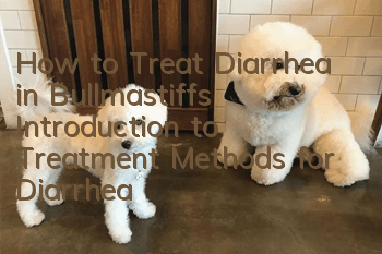 How to Treat Diarrhea in Bullmastiffs Introduction to Treatment Methods for Diarrhea