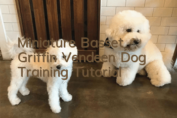Miniature Basset Griffin Vendeen Dog Training Tutorial
