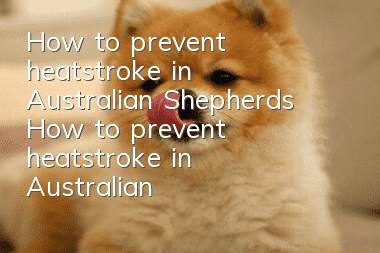 How to prevent heatstroke in Australian Shepherds How to prevent heatstroke in Australian Shepherds
