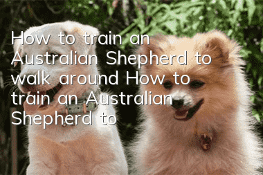 How to train an Australian Shepherd to walk around? How to train an Australian Shepherd to walk around?