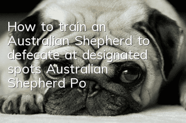 How to train an Australian Shepherd to defecate at designated spots Australian Shepherd Potty Training