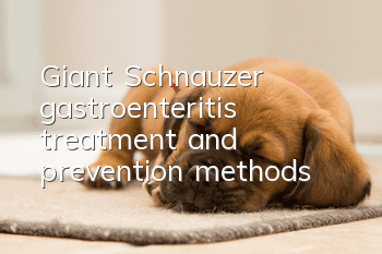 Giant Schnauzer gastroenteritis treatment and prevention methods