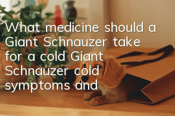 What medicine should a Giant Schnauzer take for a cold? Giant Schnauzer cold symptoms and treatments
