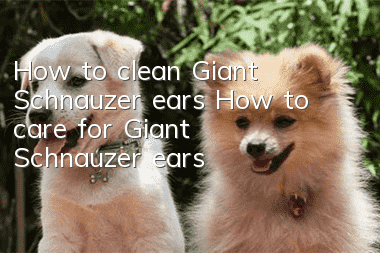 How to clean Giant Schnauzer ears How to care for Giant Schnauzer ears