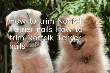 How to trim Norfolk Terrier nails How to trim Norfolk Terrier nails