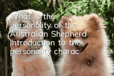 What is the personality of the Australian Shepherd? Introduction to the personality characteristics of the Australian Shepherd