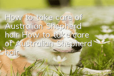 How to take care of Australian Shepherd hair How to take care of Australian Shepherd hair