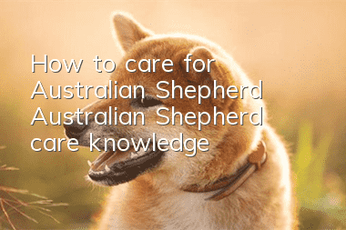 How to care for Australian Shepherd Australian Shepherd care knowledge
