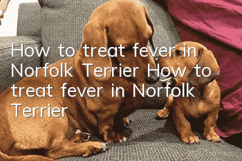 How to treat fever in Norfolk Terrier How to treat fever in Norfolk Terrier