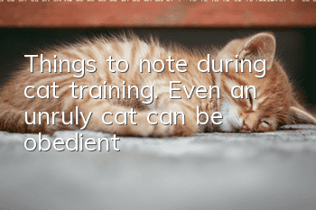 Things to note during cat training. Even an unruly cat can be obedient!