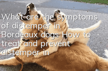 What are the symptoms of distemper in Bordeaux dogs? How to treat and prevent distemper in Bordeaux dogs
