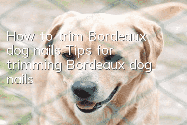 How to trim Bordeaux dog nails Tips for trimming Bordeaux dog nails