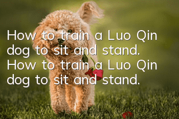 How to train a Luo Qin dog to sit and stand. How to train a Luo Qin dog to sit and stand.