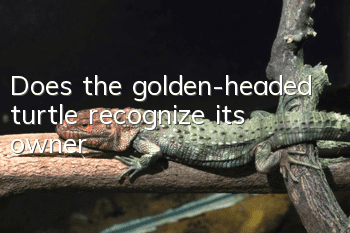 Does the golden-headed turtle recognize its owner?