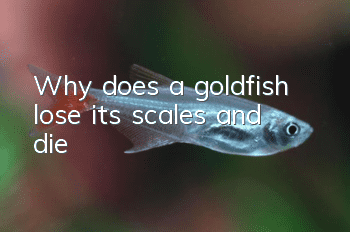 Why does a goldfish lose its scales and die?