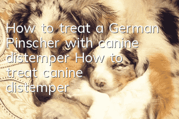 How to treat a German Pinscher with canine distemper? How to treat canine distemper?