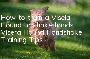 How to train a Visela Hound to shake hands Visera Hound Handshake Training Tips