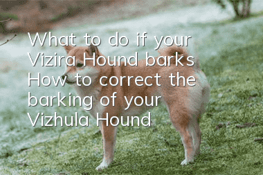 What to do if your Vizira Hound barks? How to correct the barking of your Vizhula Hound?