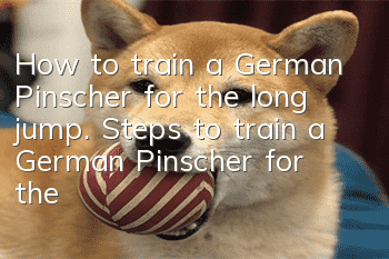 How to train a German Pinscher for the long jump. Steps to train a German Pinscher for the long jump.