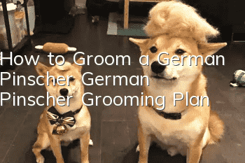 How to Groom a German Pinscher German Pinscher Grooming Plan