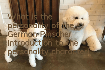 What is the personality of the German Pinscher? Introduction to the personality characteristics of the German Pinscher