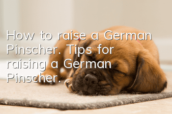 How to raise a German Pinscher. Tips for raising a German Pinscher.