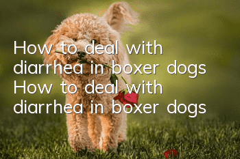 How to deal with diarrhea in boxer dogs How to deal with diarrhea in boxer dogs