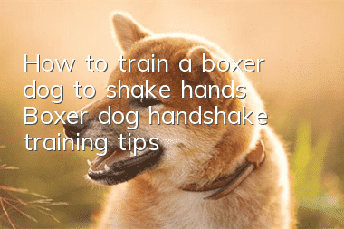 How to train a boxer dog to shake hands Boxer dog handshake training tips