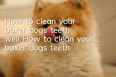 How to clean your boxer dog’s teeth well How to clean your boxer dog’s teeth