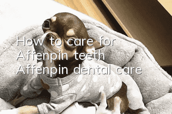 How to care for Affenpin teeth Affenpin dental care