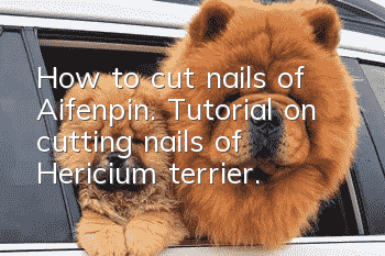 How to cut nails of Aifenpin. Tutorial on cutting nails of Hericium terrier.