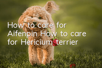 How to care for Aifenpin How to care for Hericium terrier